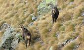 MONTE PONTERANICA ( Camosci, tra nuvole di sotto e di sopra ) sabato 31 ottobre 2009 - FOTOGALLERY